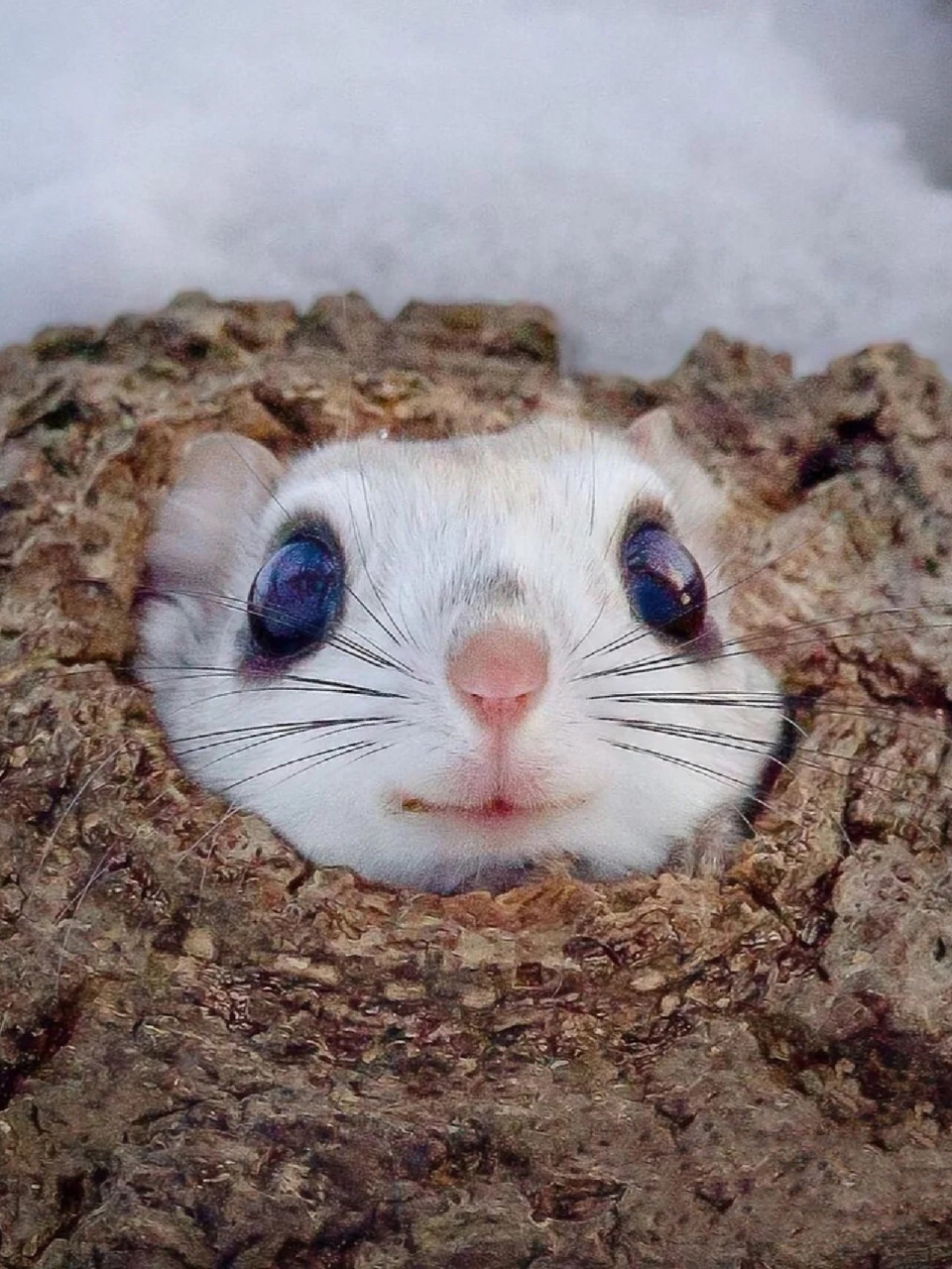 名称:俄罗斯飞鼠(siberian flying squirrel) 别名:西伯利亚鼯鼠 分类