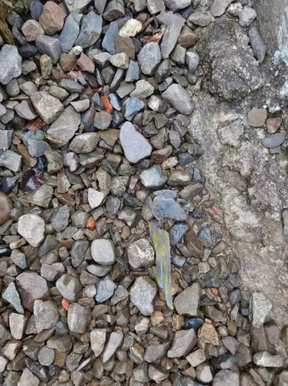 动物的超强保护色!