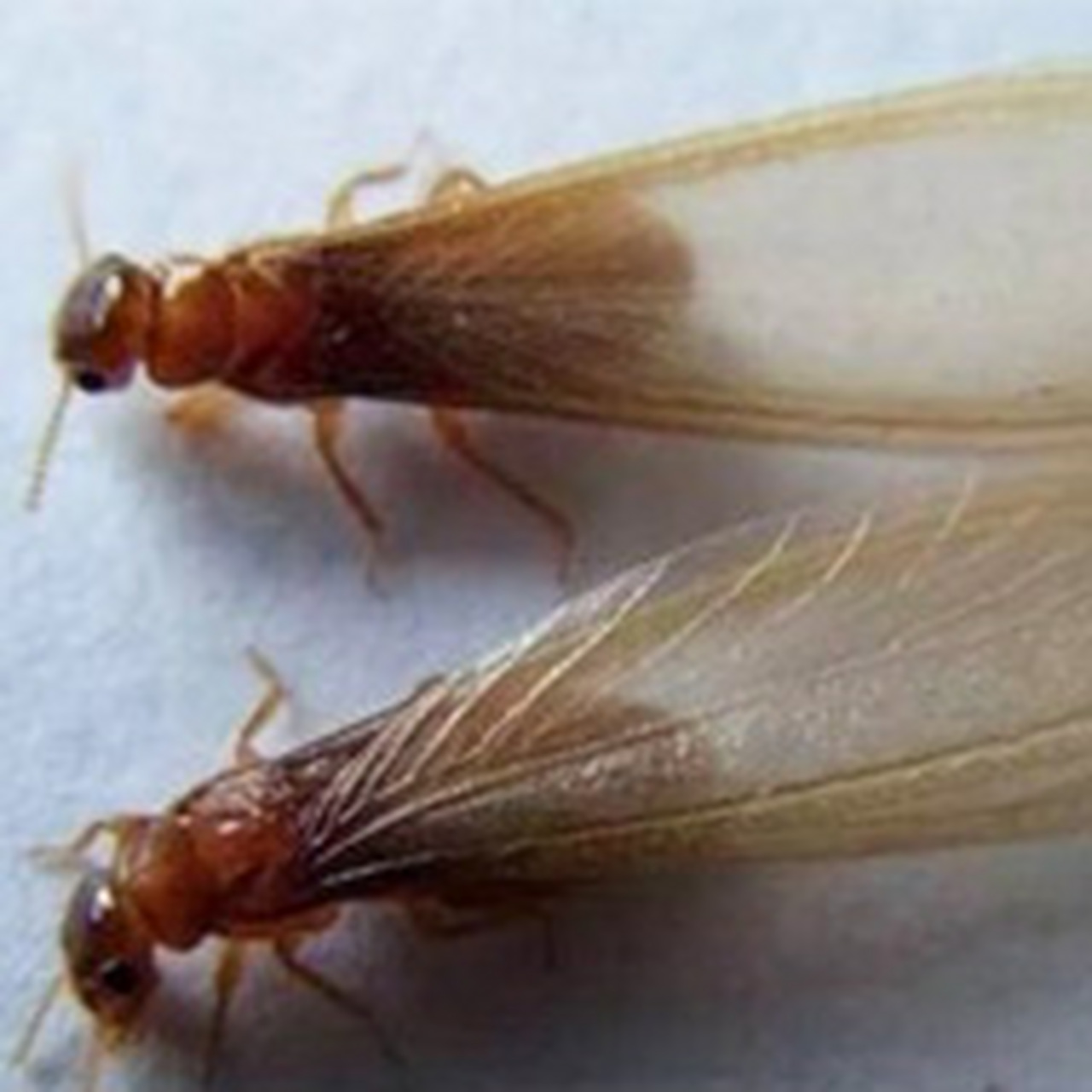 这两天在珠海飞进家里的就是白蚁,请预防!