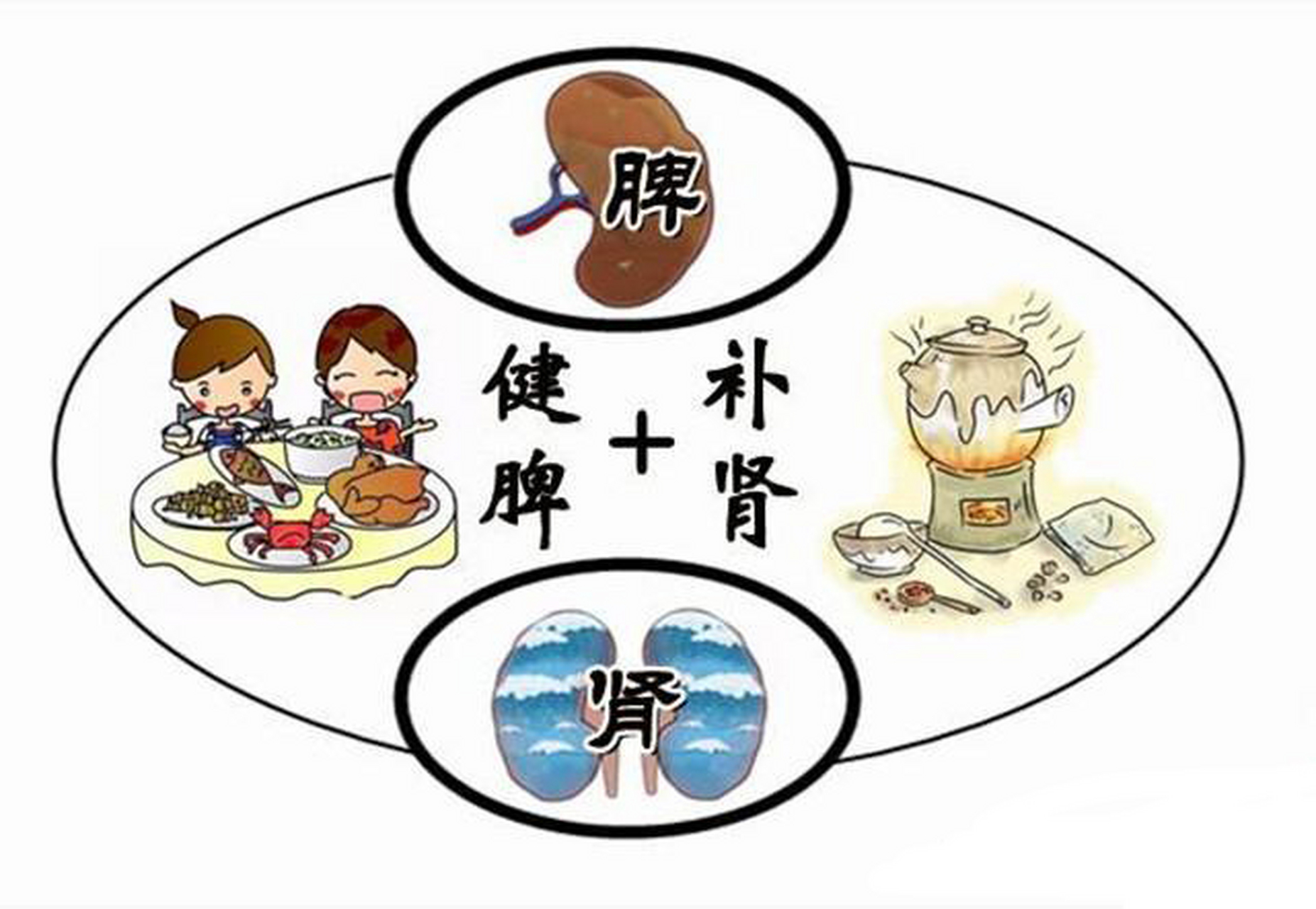 讲下脾肾(后天先天)之间的关系  肾为先天之本,脾为后天之本.