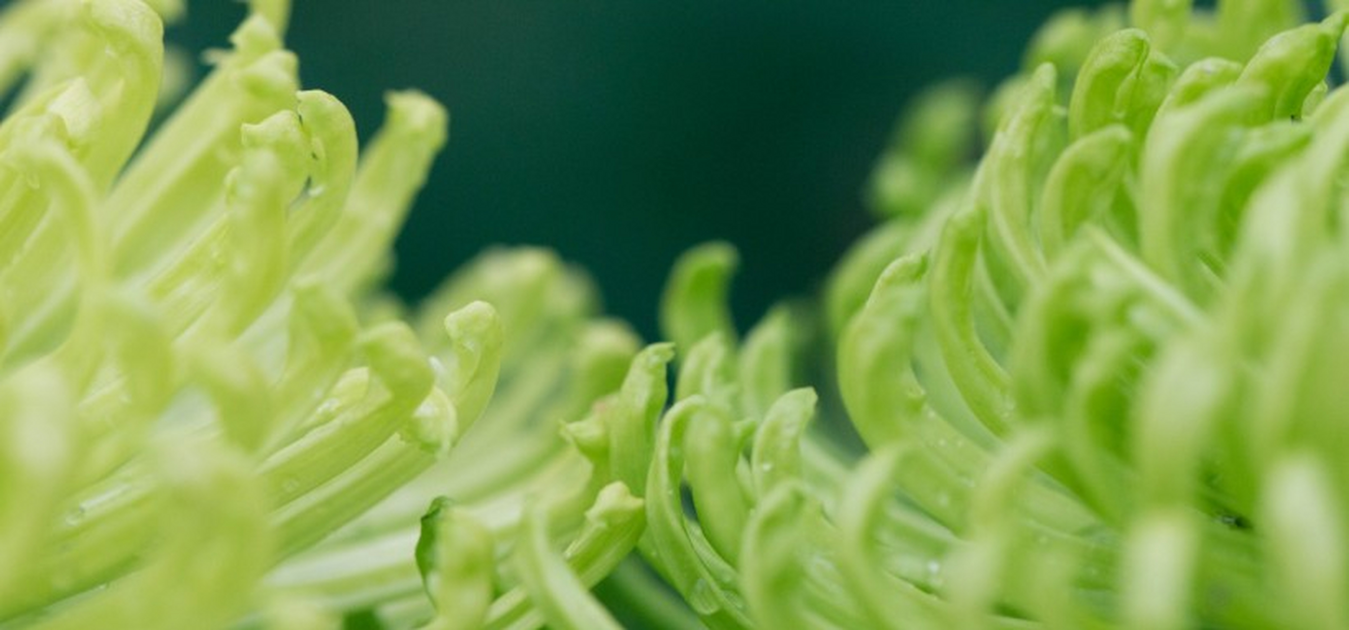 毒舌且眼光犀利的生肖马,很在意外界的看法与评价,心理负担比较重,把