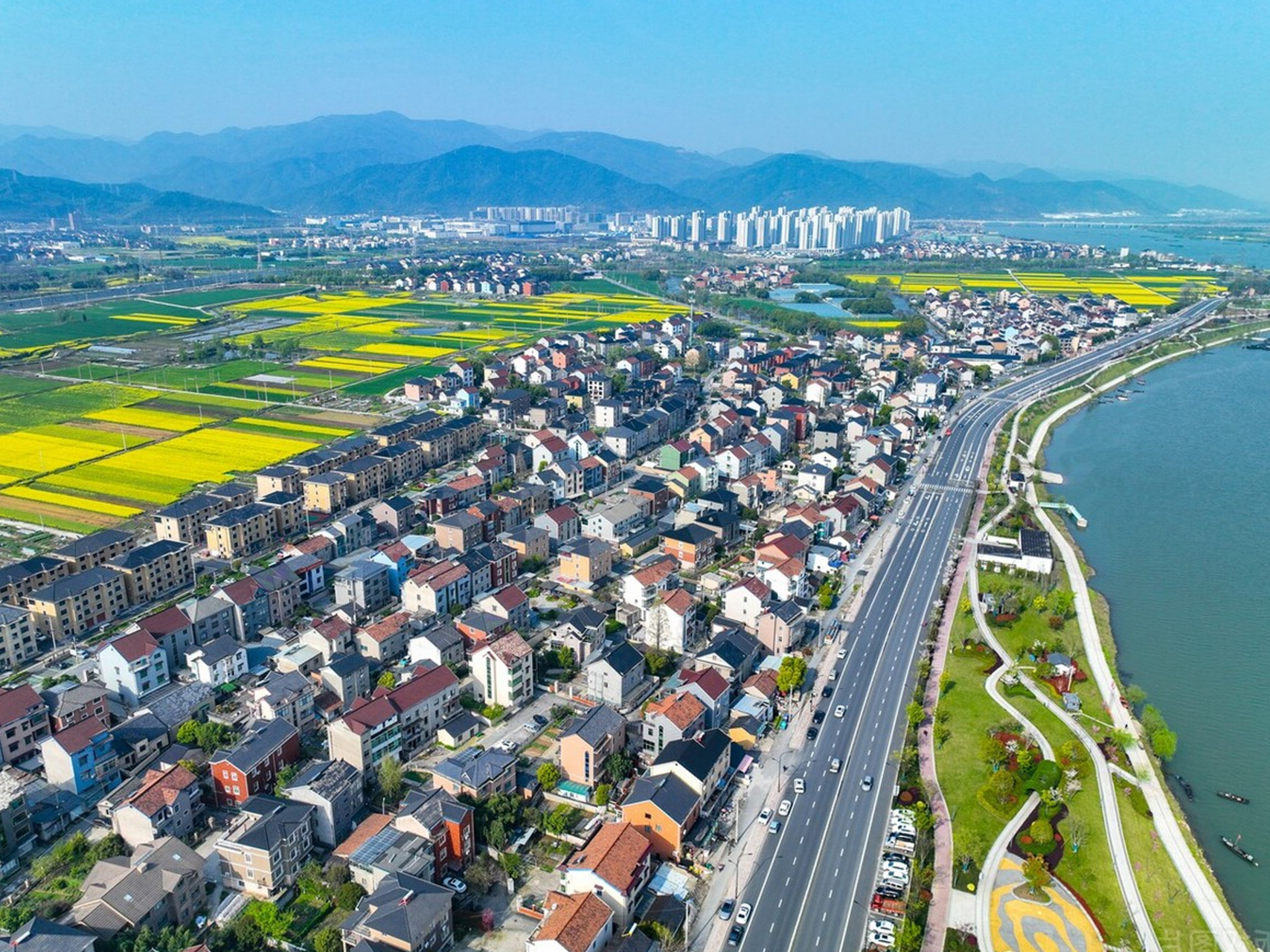 浙江省杭州市,在富阳区灵桥镇富春江畔,绵绵细雨时节,千亩油菜花迎来