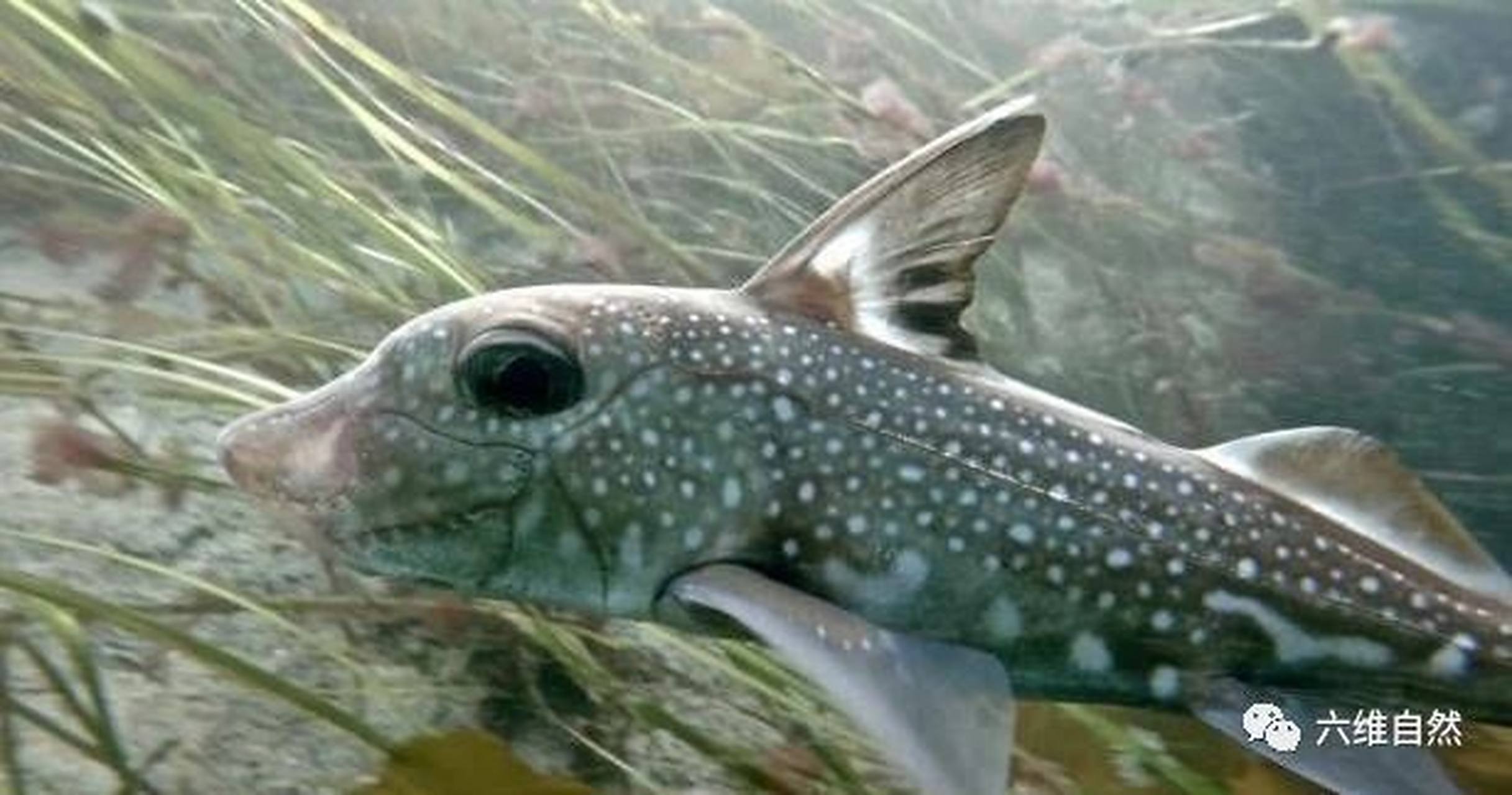 怪鱼# 大西洋银鲛,是一种深海鱼,生活在1000米深海中,鱼头上长着抑换
