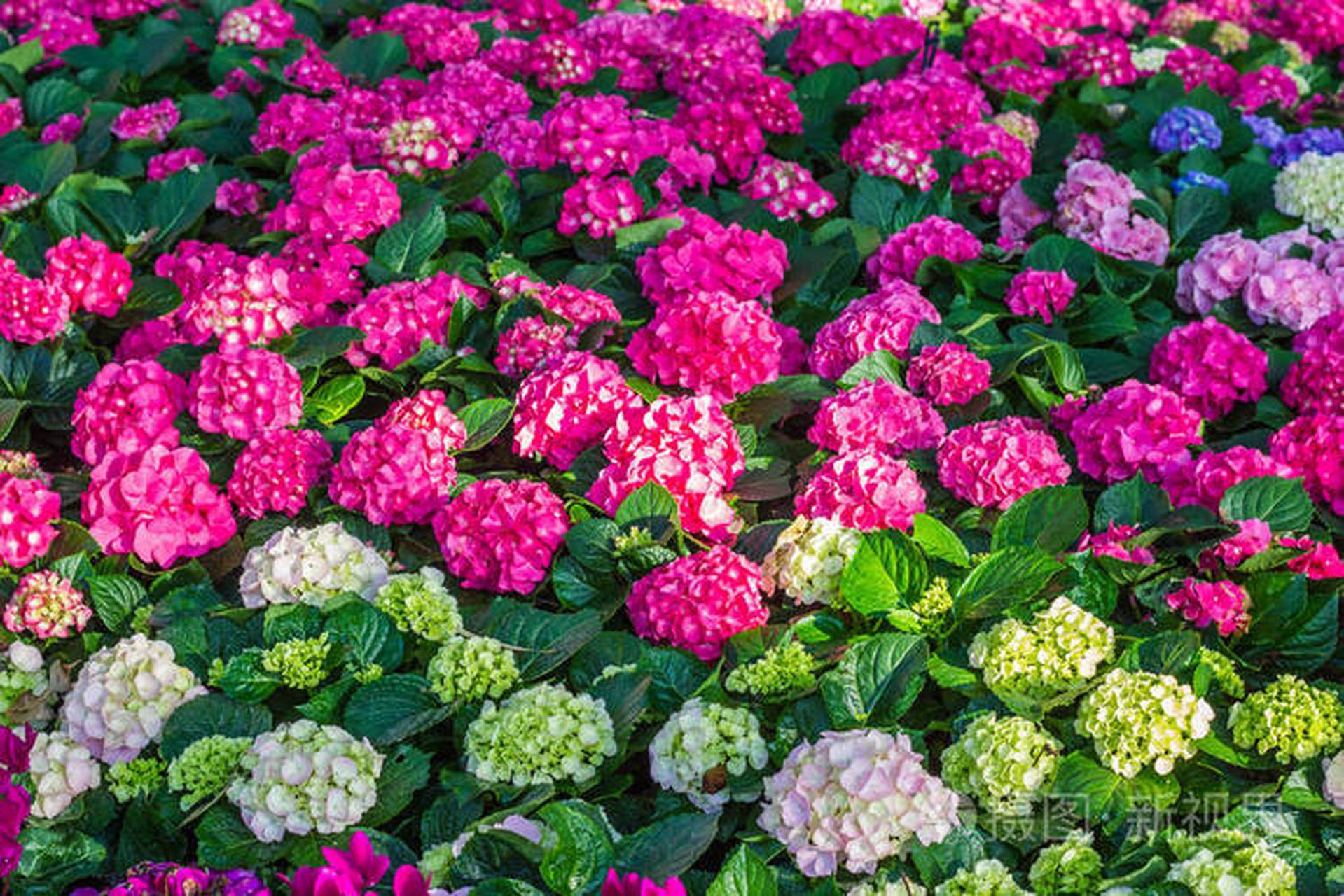 而且不同颜色有着不同的花语哦~~ 1,粉色:粉色绣球花的花语是浪漫甜蜜