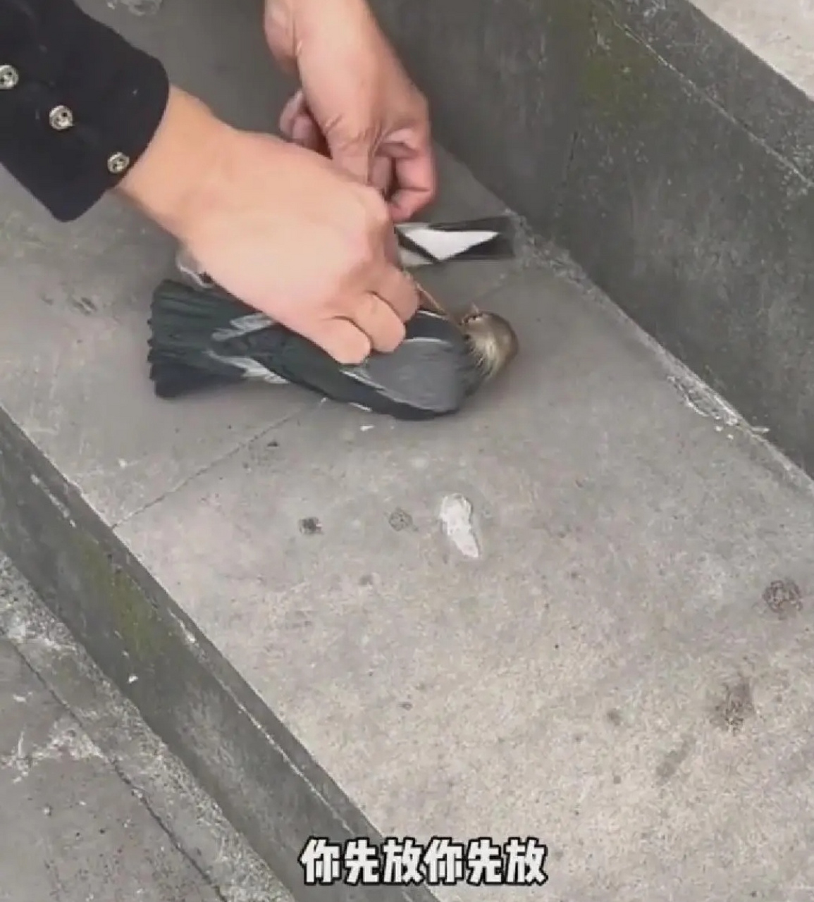 是胶水粘的吧?虐待小鸟的人太可恶![汗]