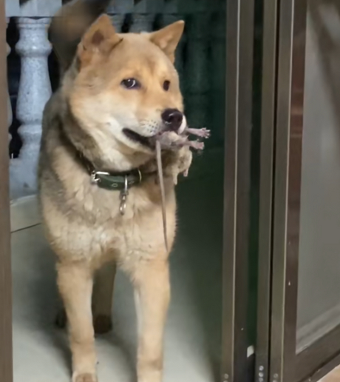 狗拿耗子多管闲事