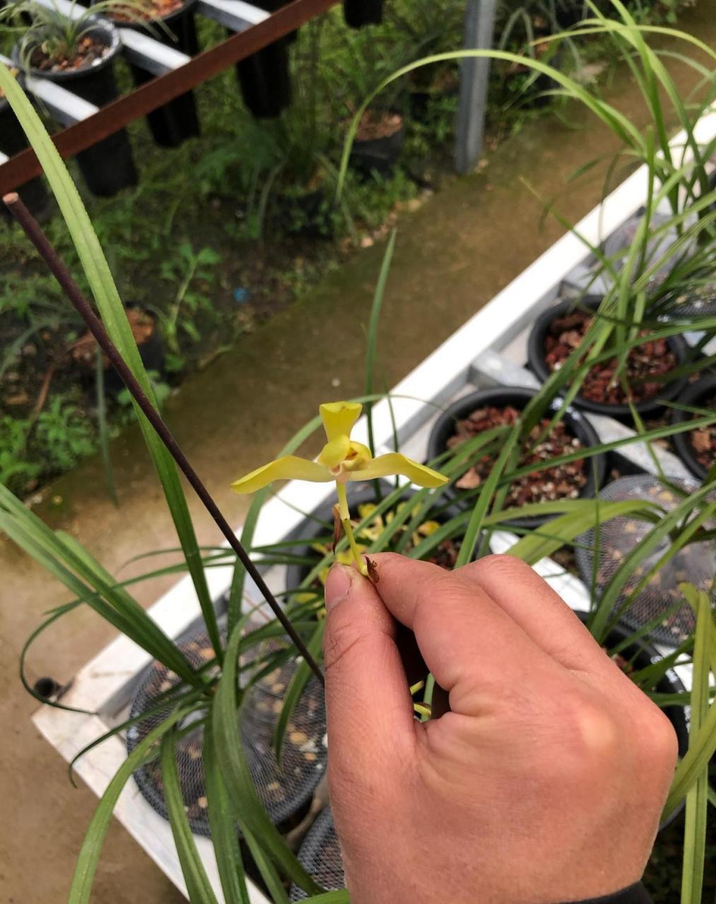 蕙兰大一品开了好长时间,比普通蕙兰的花期长差不多一个星期的样子