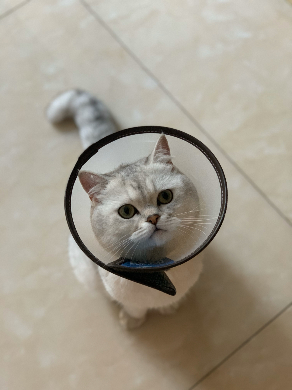 圆头圆脑的哈哈镜