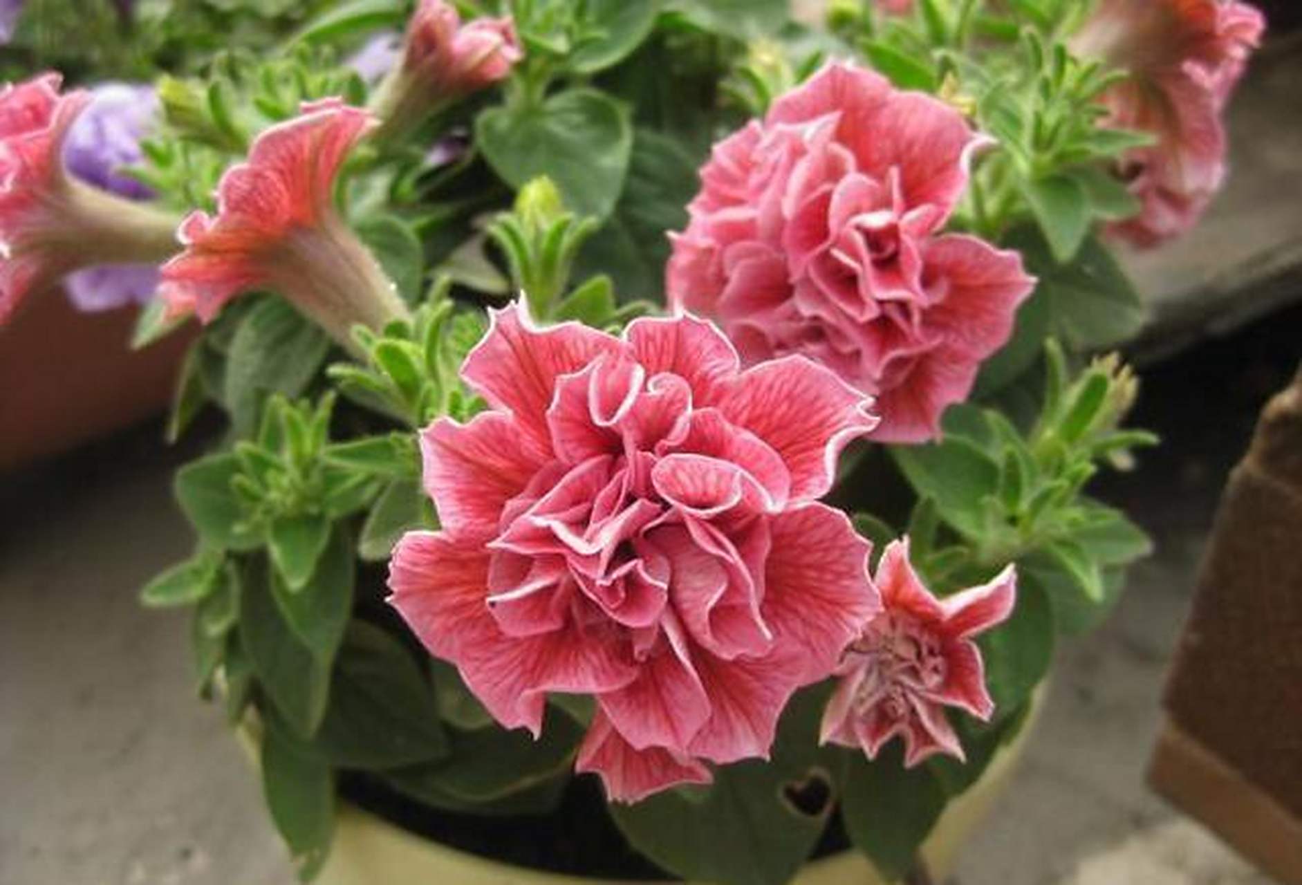 我养过的最漂亮的草本花卉——重瓣矮牵牛 重瓣矮牵牛也叫碧冬茄,是矮