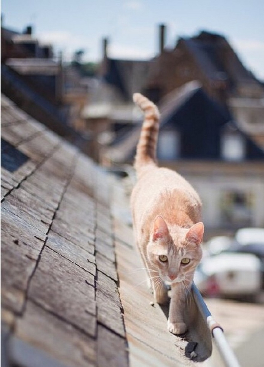 北岛《青灯》   #百家号星火计划##动态创作月