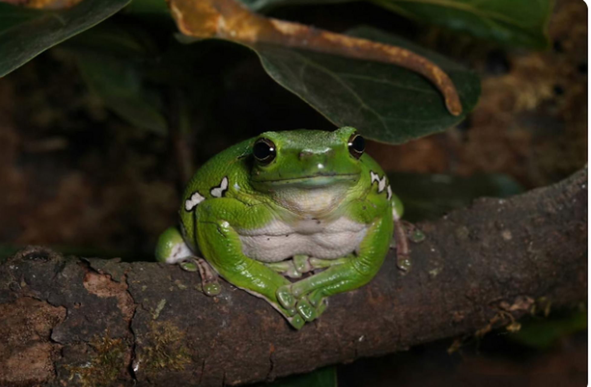 大树蛙[二哈]照片,仔细观察,你觉得它像哪个动物呢?