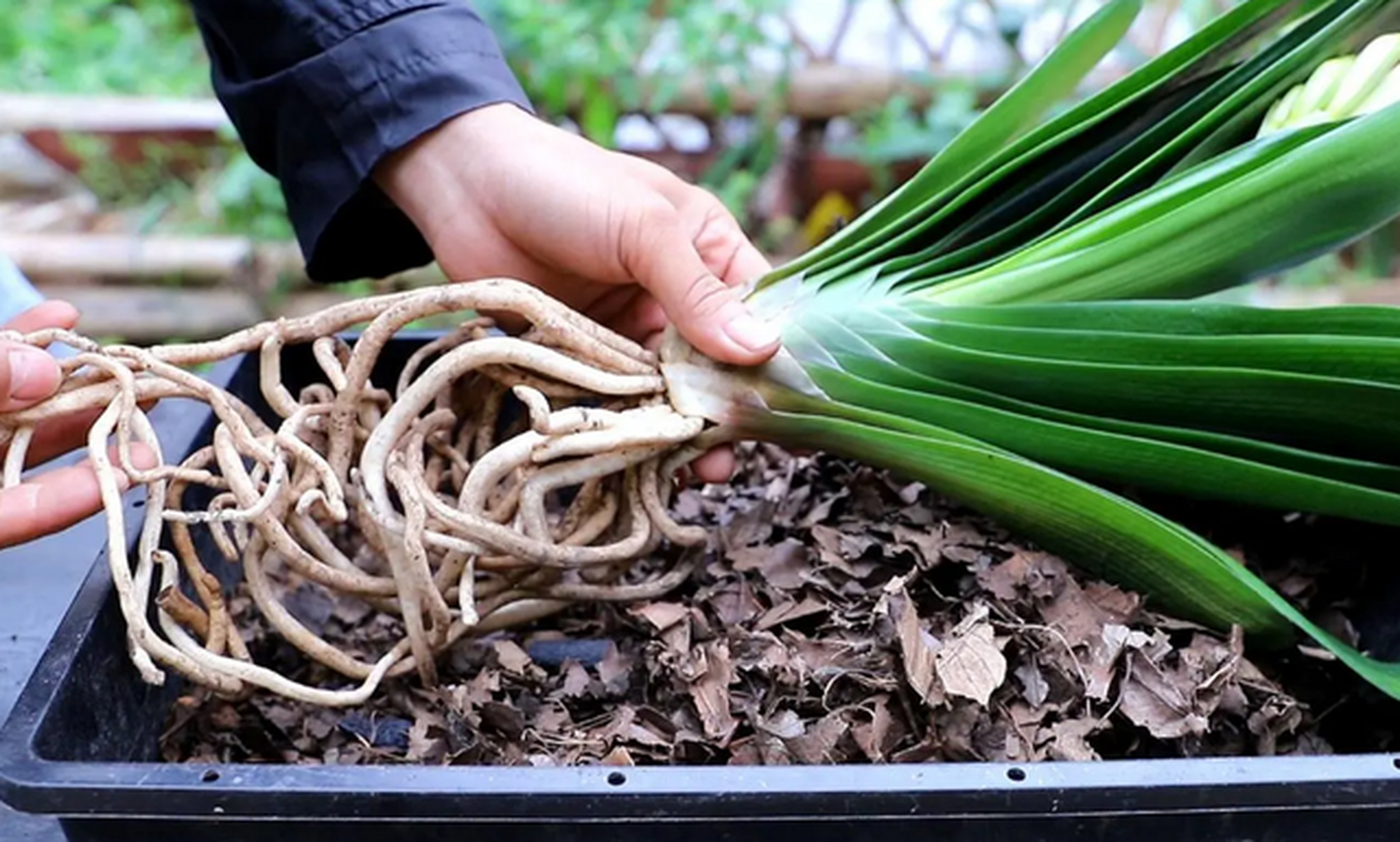 君子兰土壤的配制方法介绍.