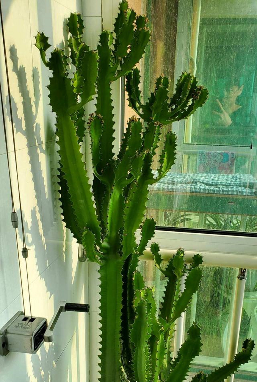 龙骨又名三角霸王鞭,听着就非常的霸气,很多人会认为它是属于仙人掌科