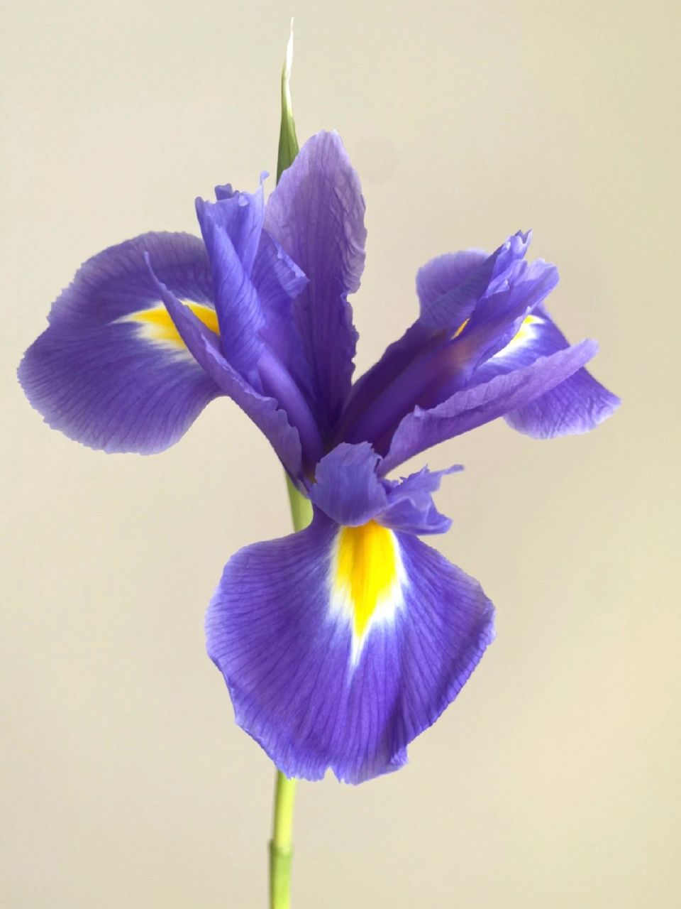 紫蓝色鸢尾花 等不及欣赏她的美就手动让她绽放 #养花# #花卉# #花卉