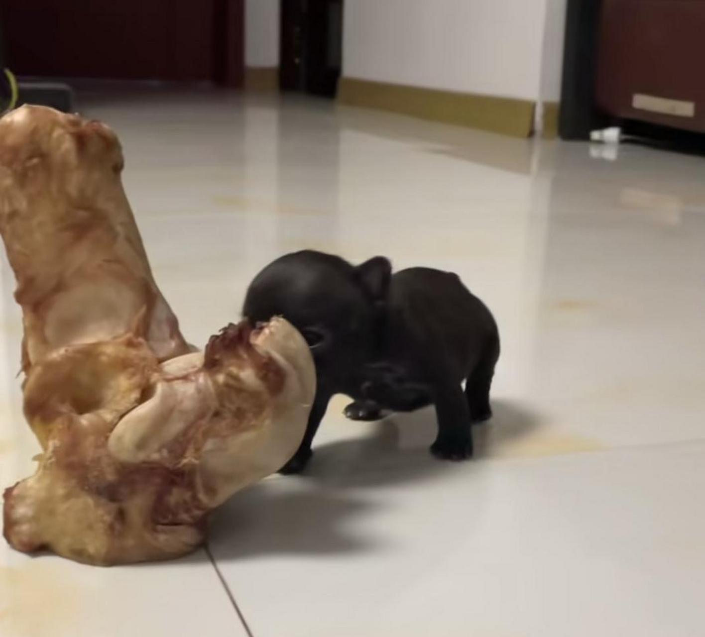 第一次养狗,请问这样的大骨头,这样大只狗子可以吃多少天?