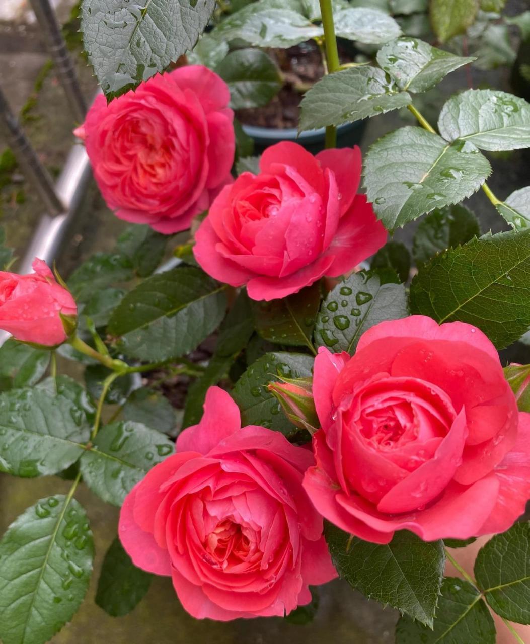 有种小型月季花,名字叫"香奈儿阳台",专门为阳台盆栽观赏而生,植株