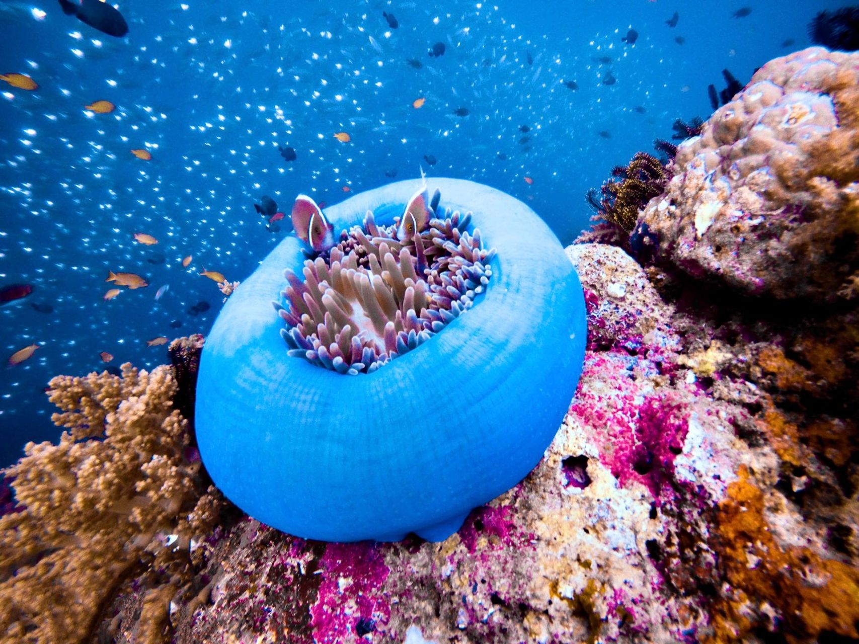 海螵蛸的样子图片图片