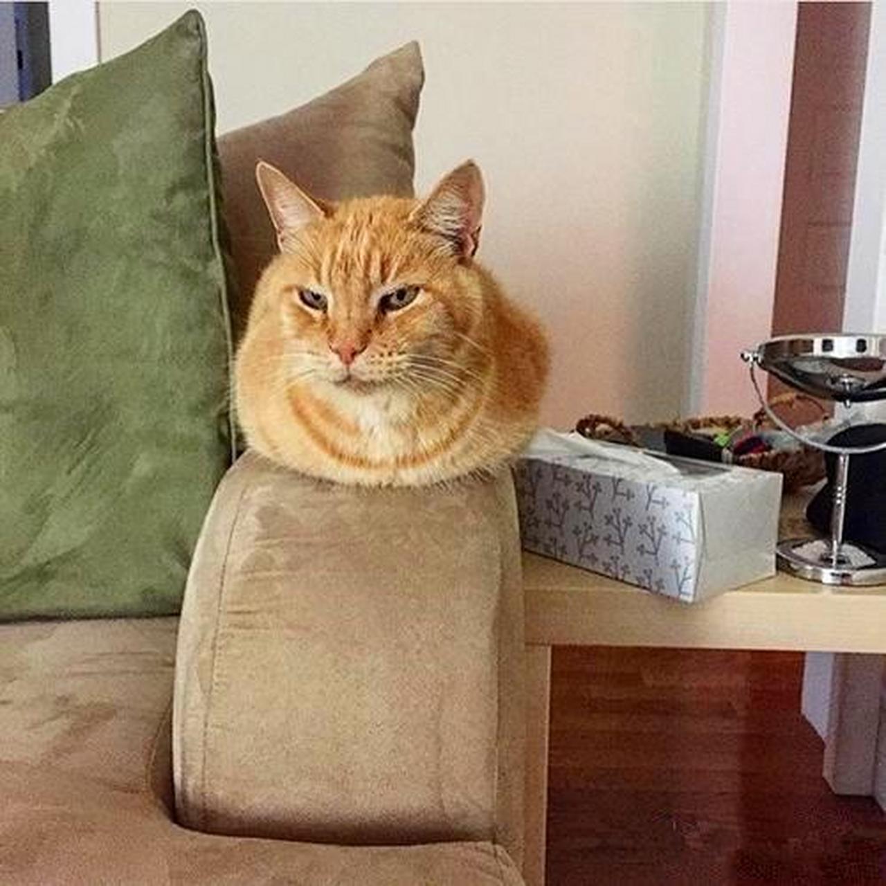 天气冷,猫咪又开始可爱的农民揣了!