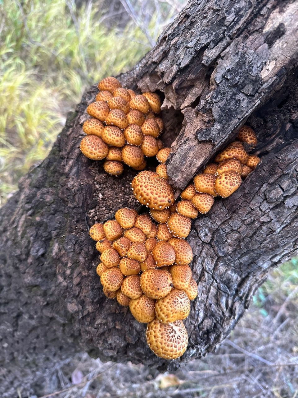 树上长的蘑菇图片