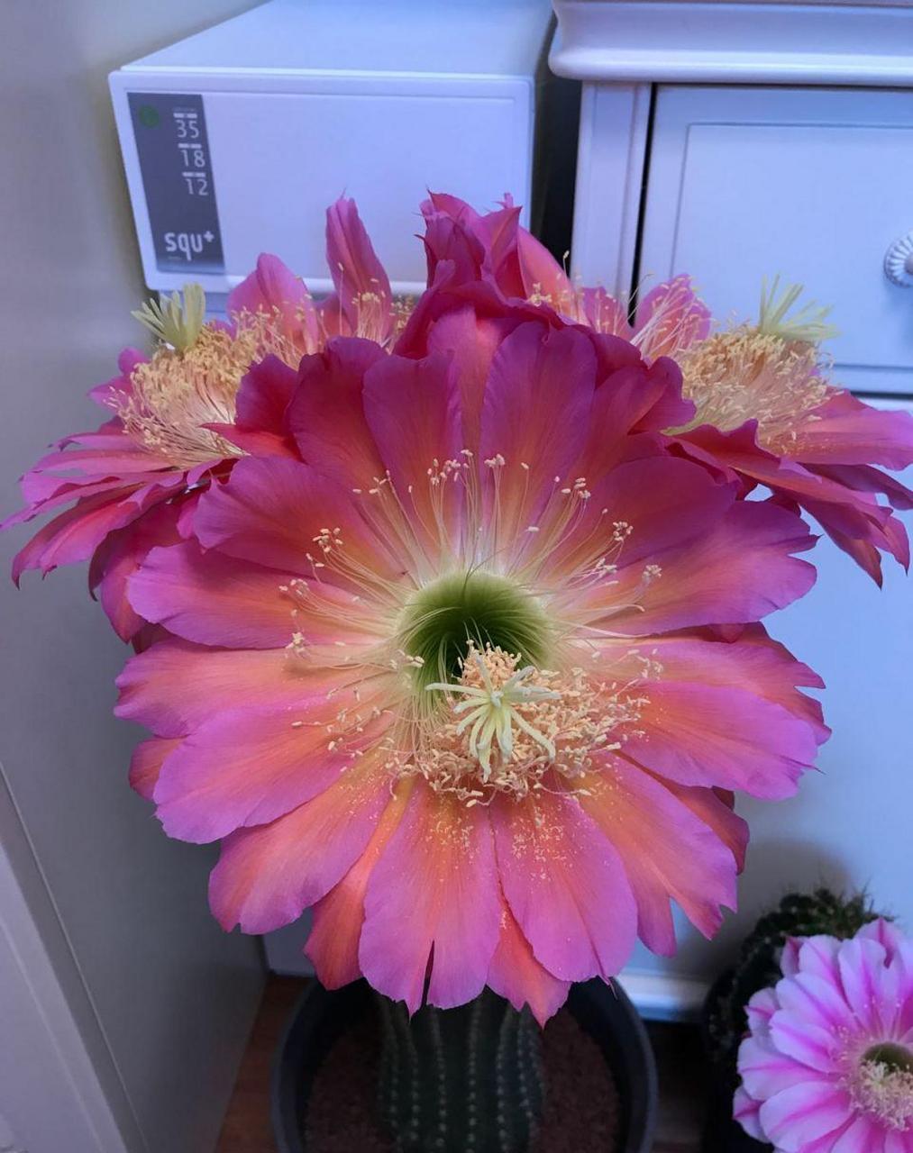 仙人球毛花柱属"飞碟"——一个很值得拥有的品种,花朵超级大,最大花径