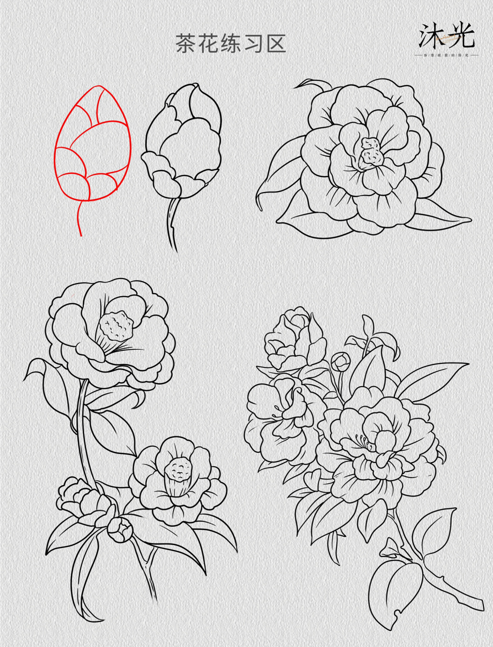 国风插画之茶花线稿绘画方法教程