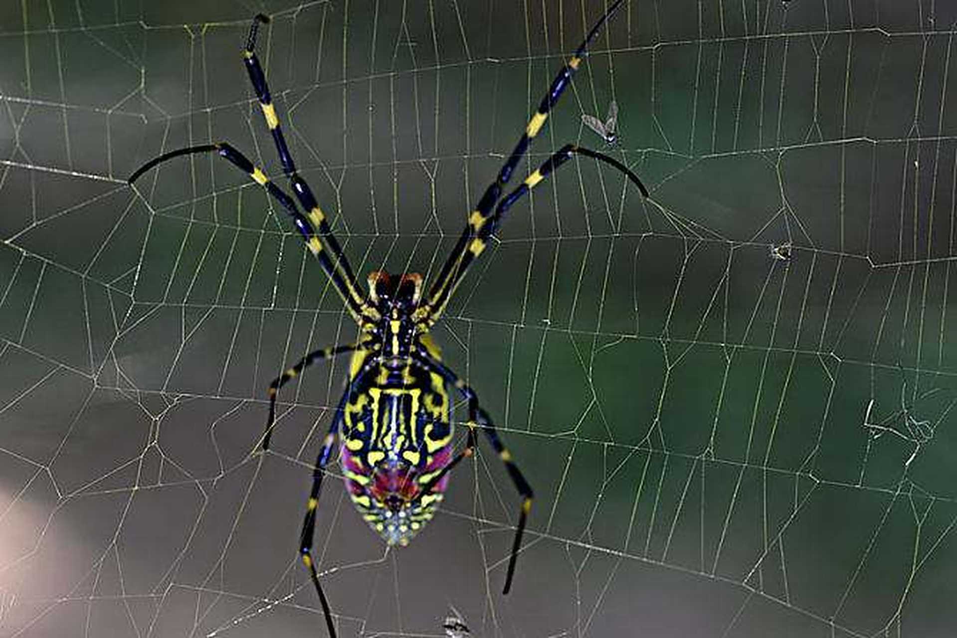 蜘蛛有二三对或四对的眼睛,你可能认为它们有着很好的视力,可事实是