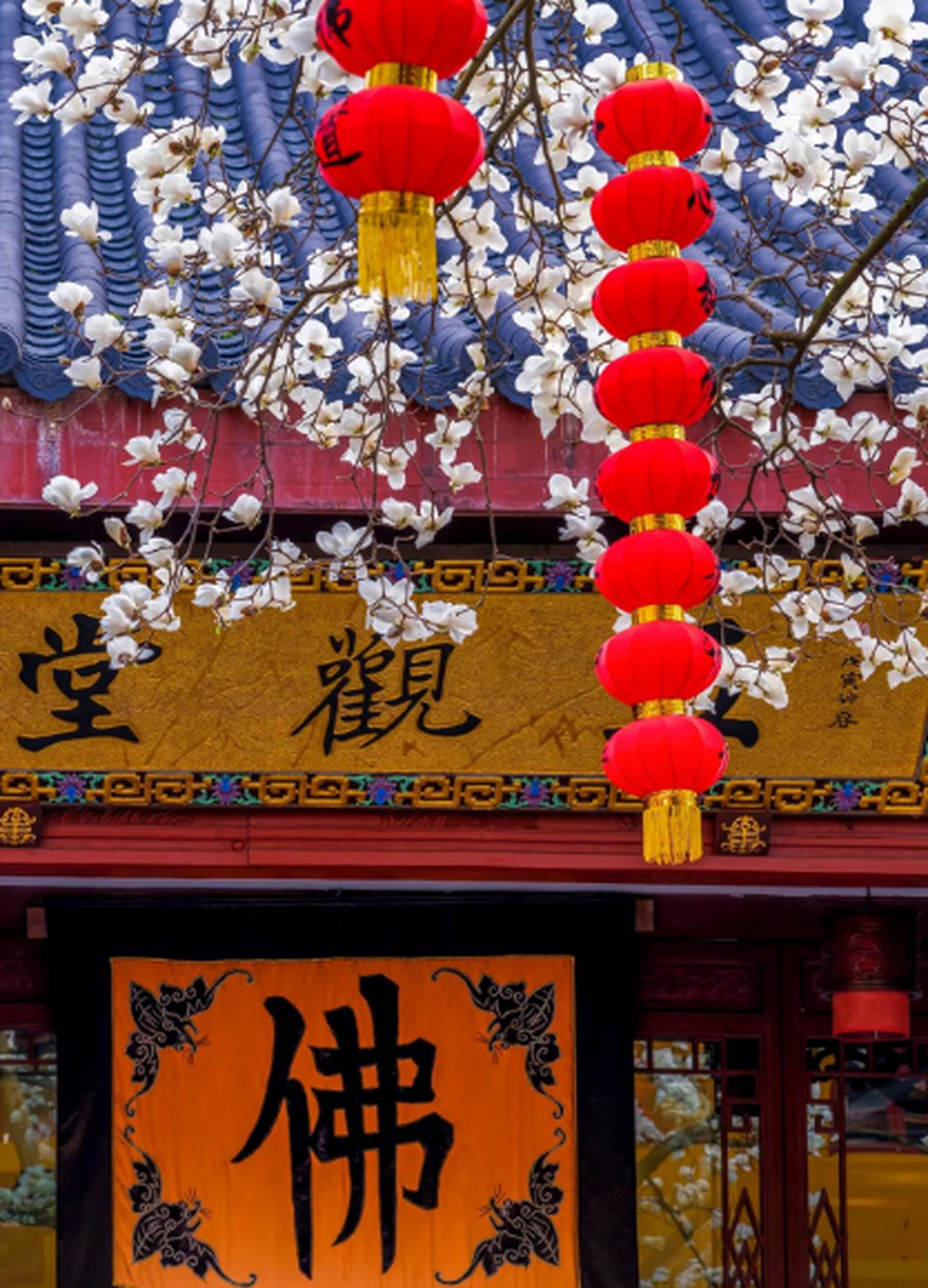 杭州法喜寺,玉兰花开.