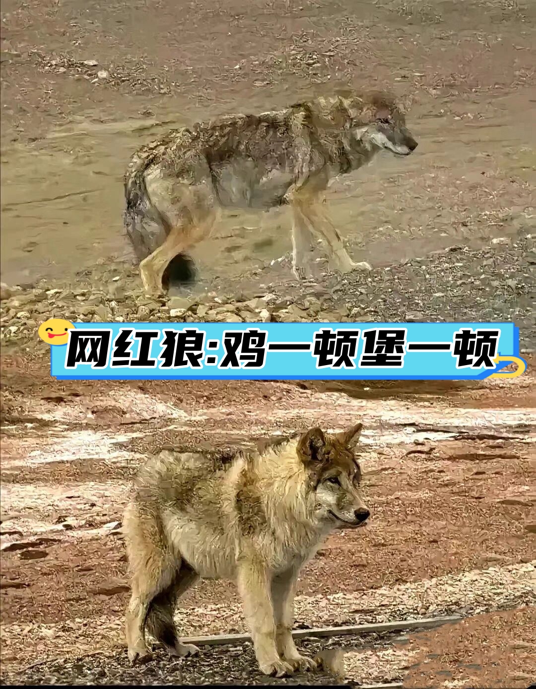 我曾是可可西里无人区的最强狼王傲视群雄