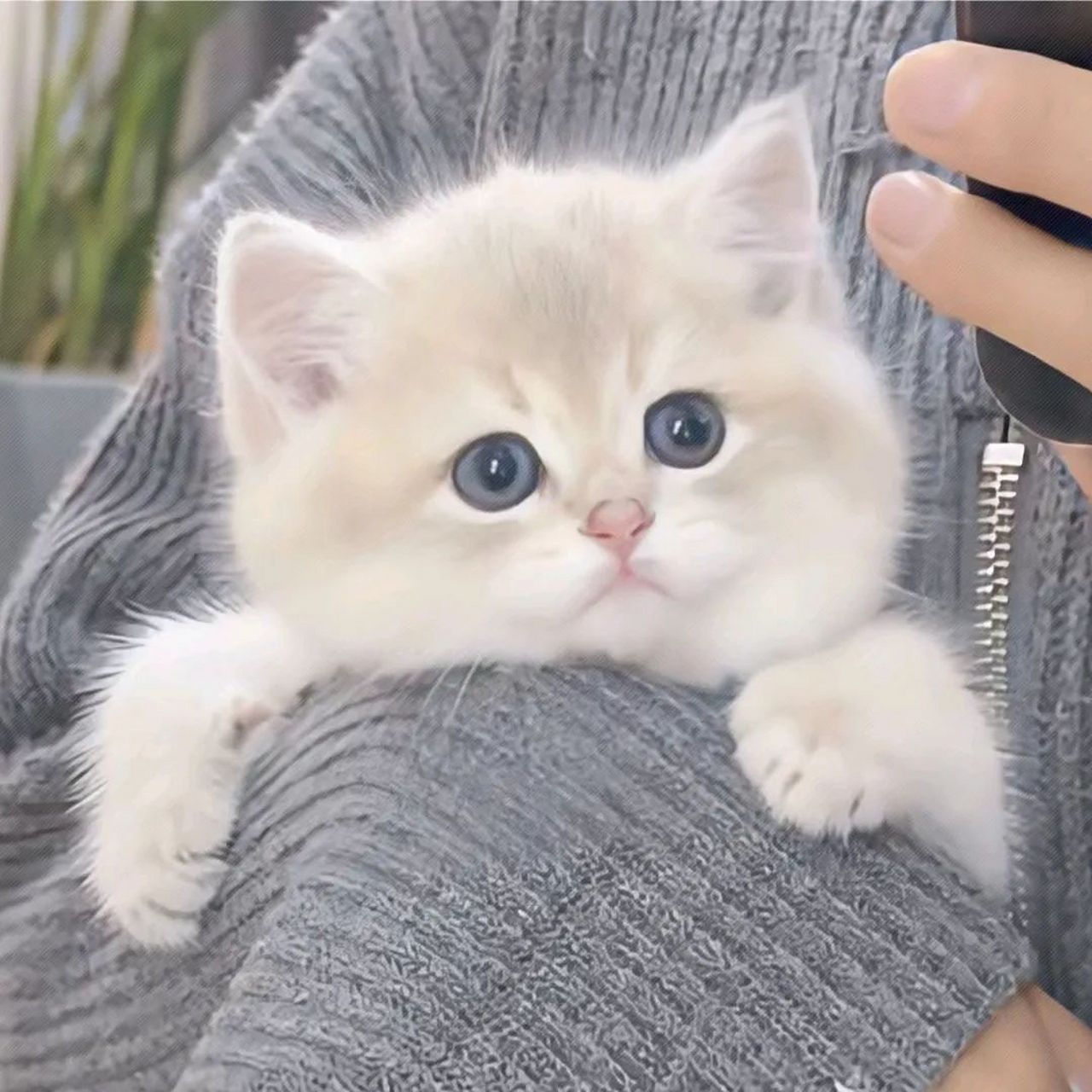 猫咪头像,好治愈!  "断线的风筝可能更喜欢云层."#宝藏作者创作企划2