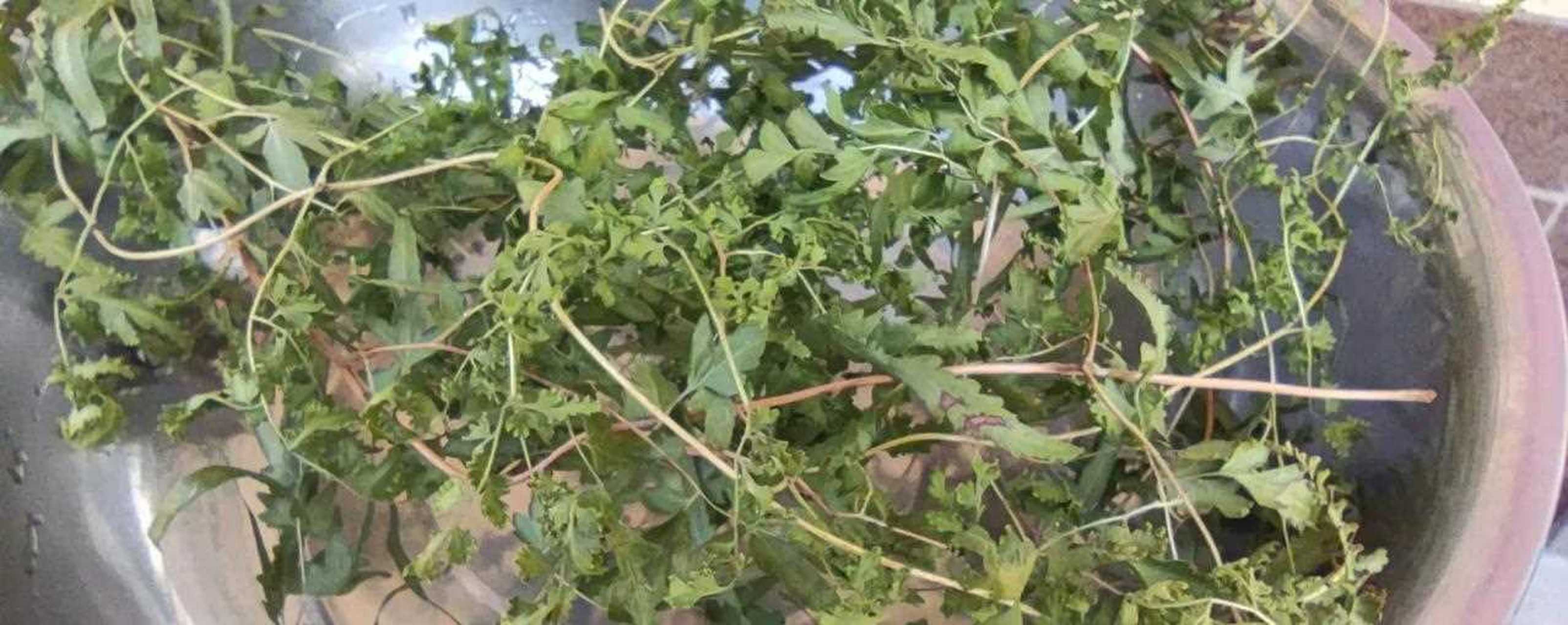 第一张是海金沙藤,听说煮水喝可以去结石的,第二张是自己家种的栗子果