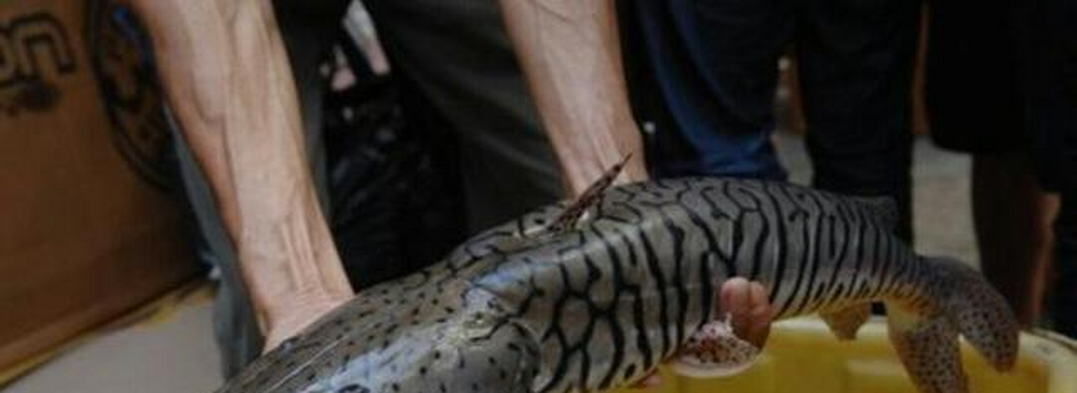 这种鱼的学名叫着虎纹鸭嘴鲶,为辐鳍鱼纲鲶形目长须鲶科的一种鱼类