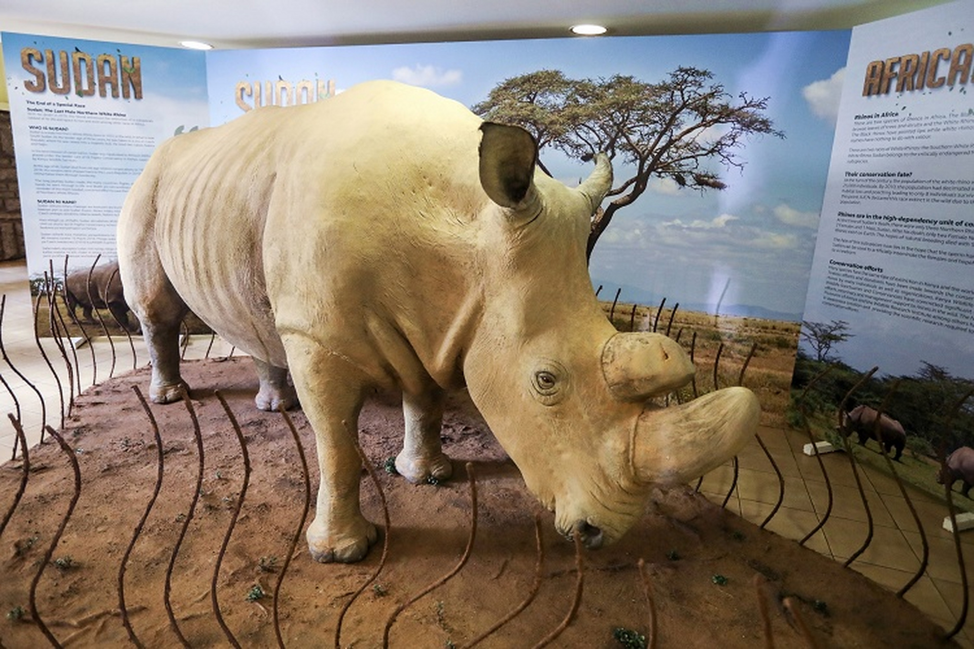 雄性北白犀标本展出  肯尼亚内罗毕国家博物馆,世界上最后一只雄性北