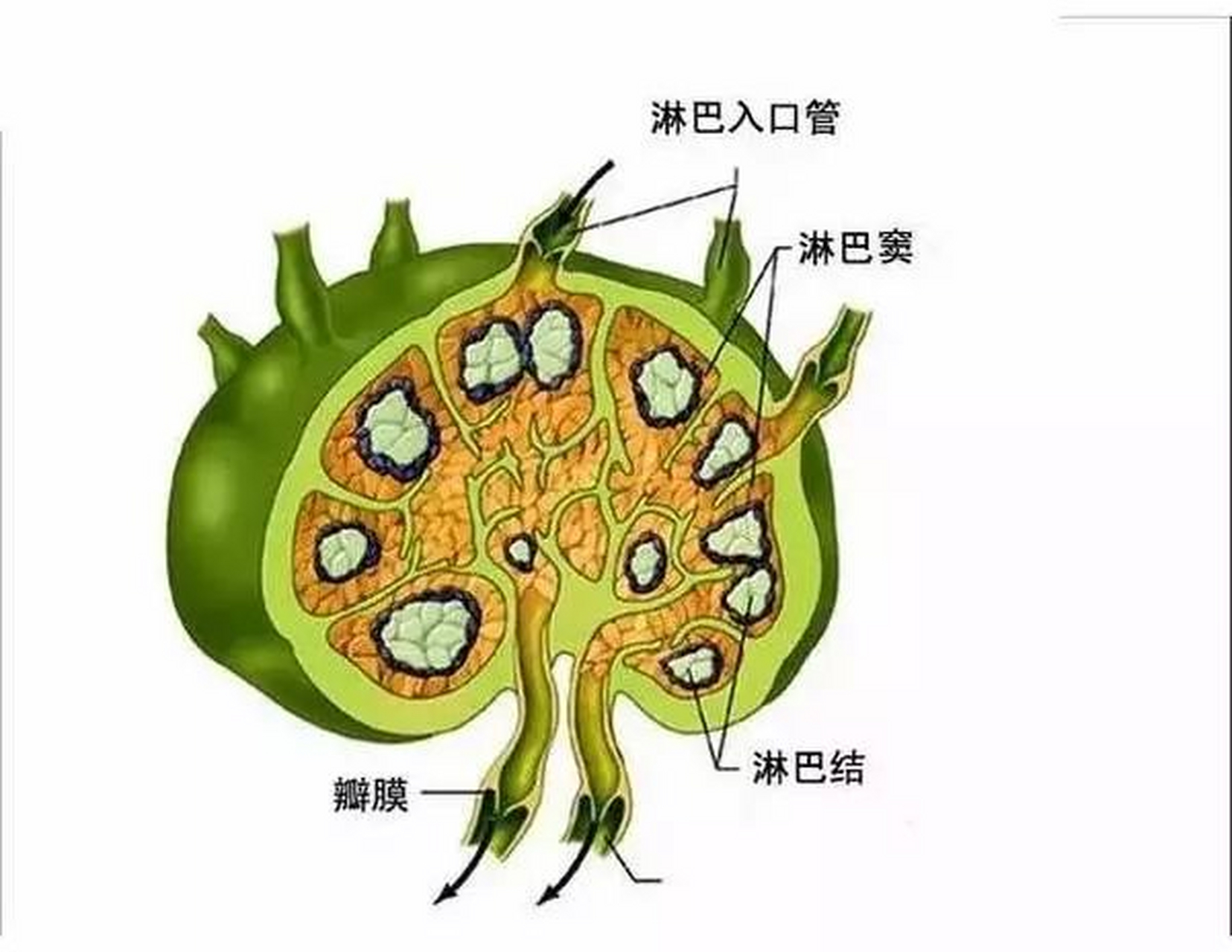 淋巴小结结构图片