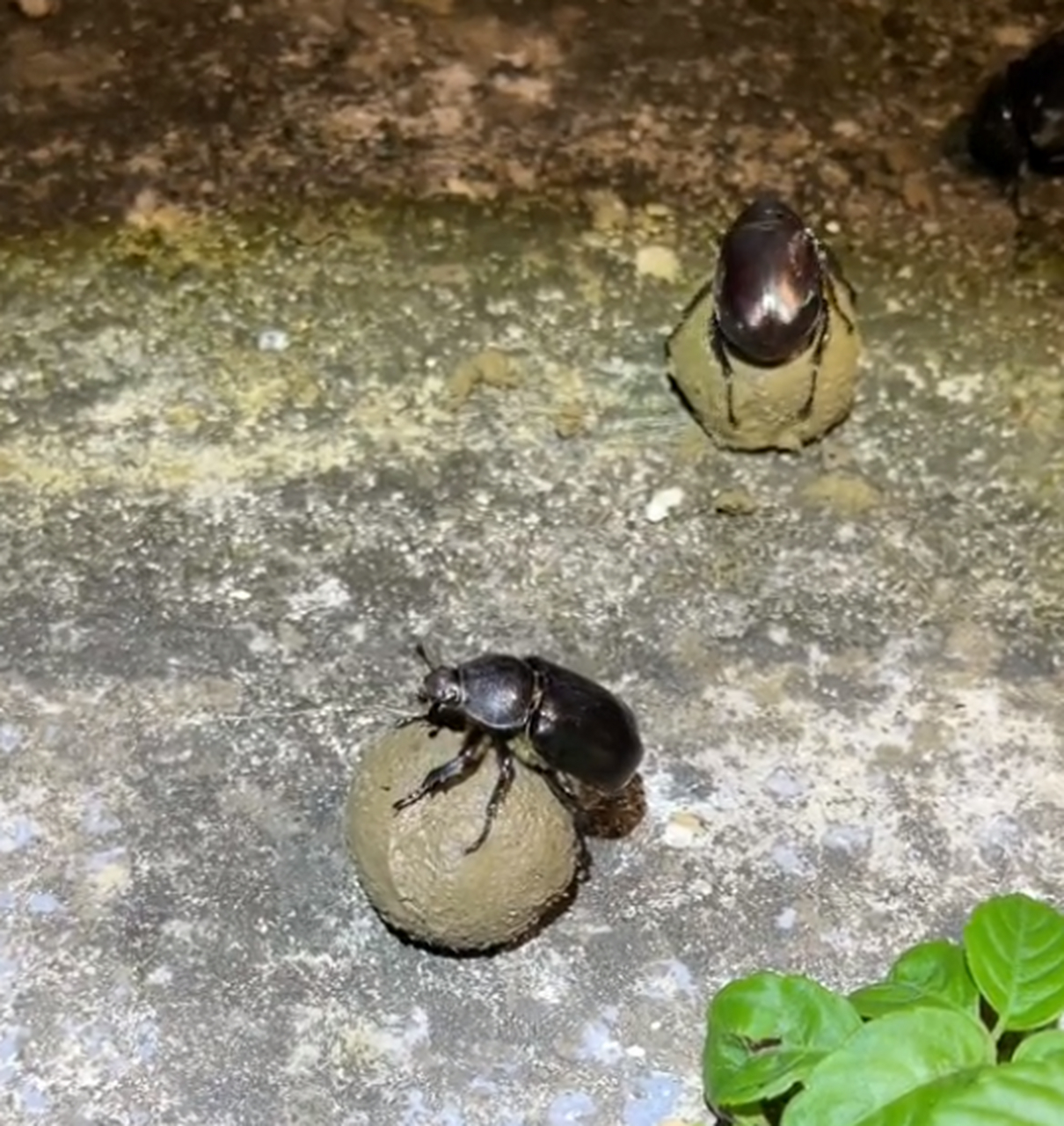 屎壳郎滚粪球,见过方形的吗