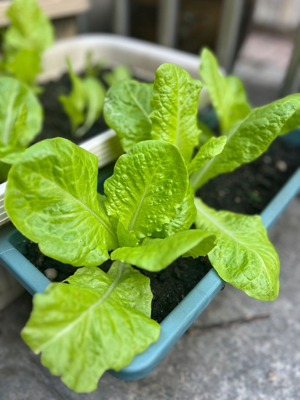 9978盆栽种生菜,真是一个好选择7899  首先,为什么我们要选择