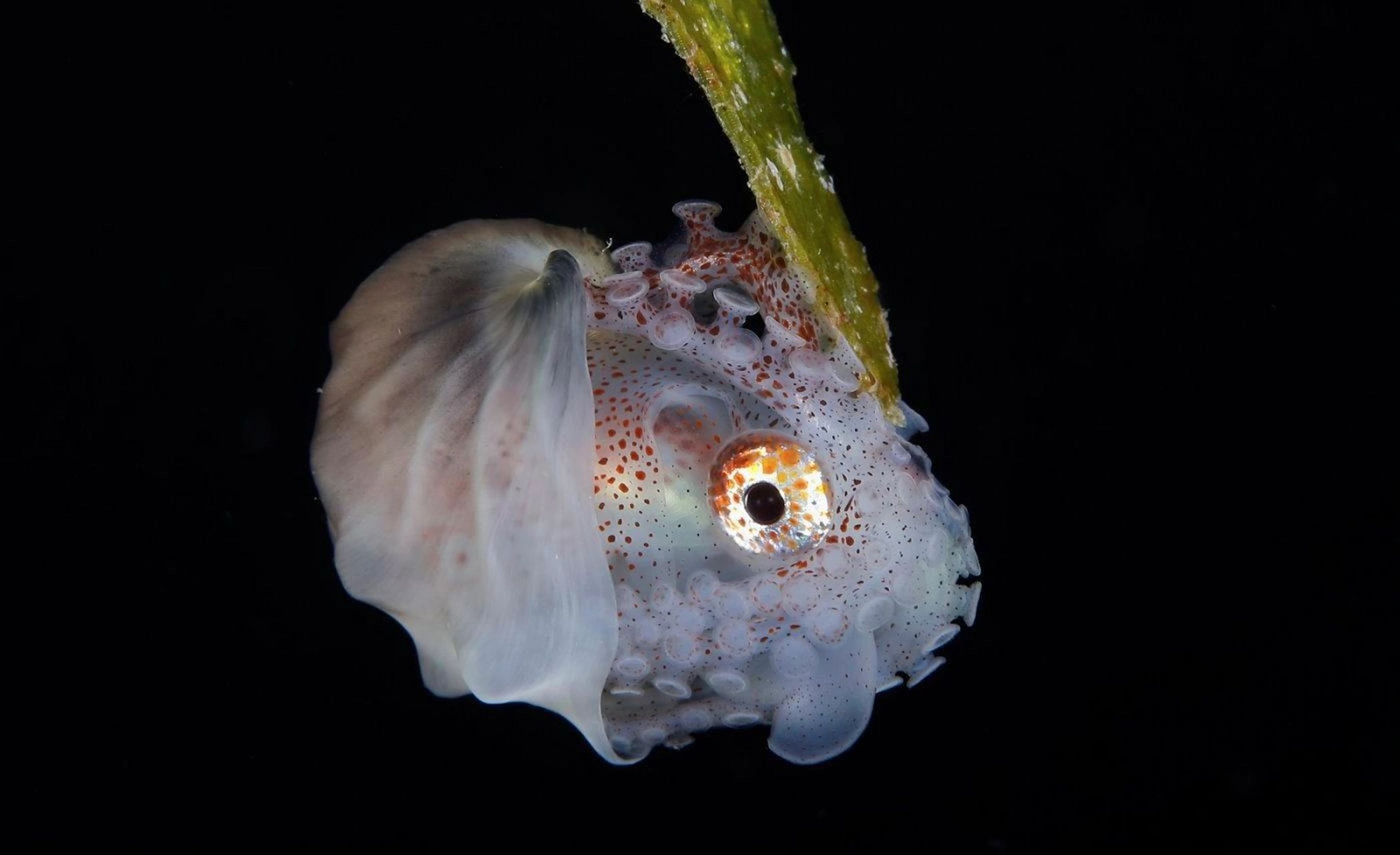 海洋生物-纸鹦鹉螺 又名船蛸  90 船蛸是一种雌雄异形的八脚软体