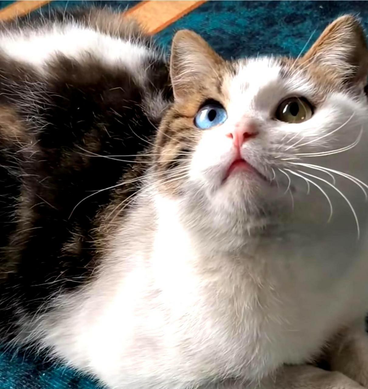 这只猫猫的外貌非常迷人,它的眼睛特别美丽!