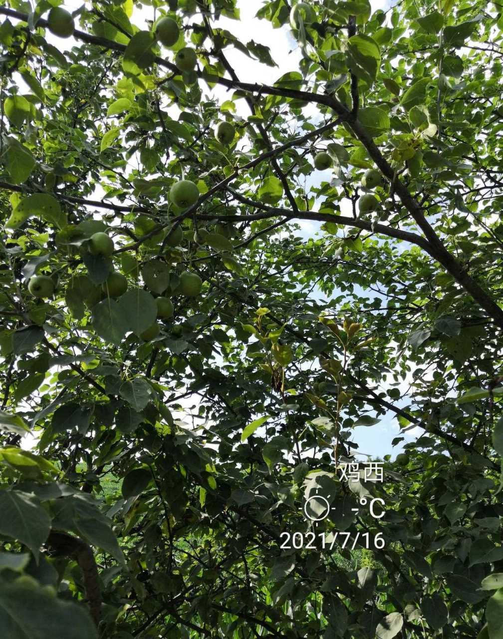 一一我老家山坡路边生长很多野生山梨,这种野山梨也是东北特有的水果