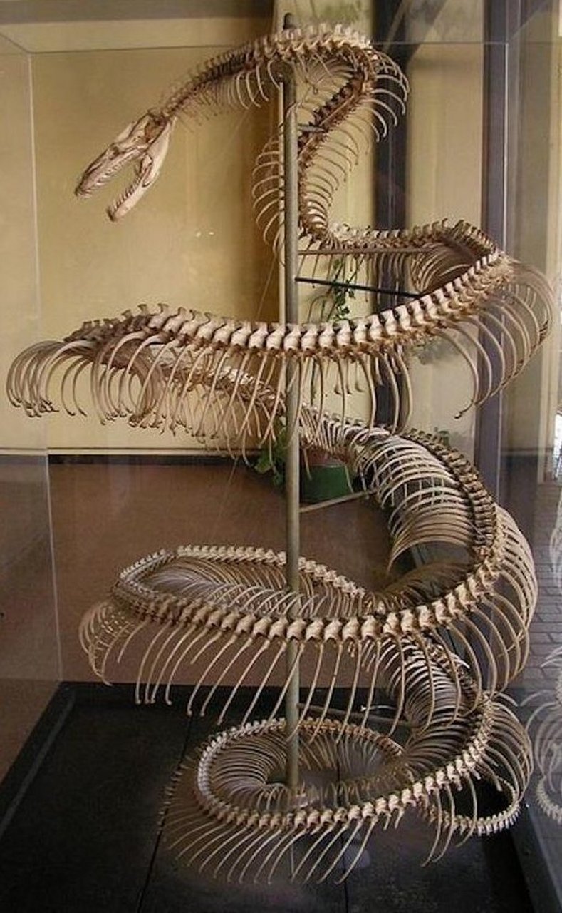 28英尺巨蟒的骨架