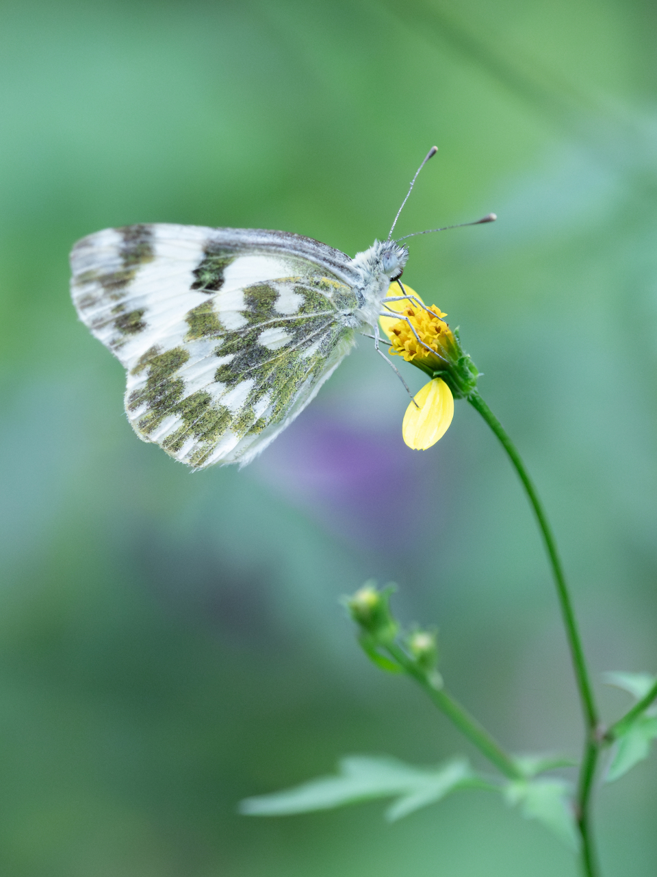 检验镜头素质的时候到了  当变焦镜头遇上微距拍摄,尼康z8搭配z 24