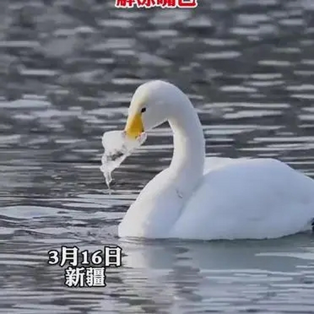 这大概就叫死鸭子嘴硬吧