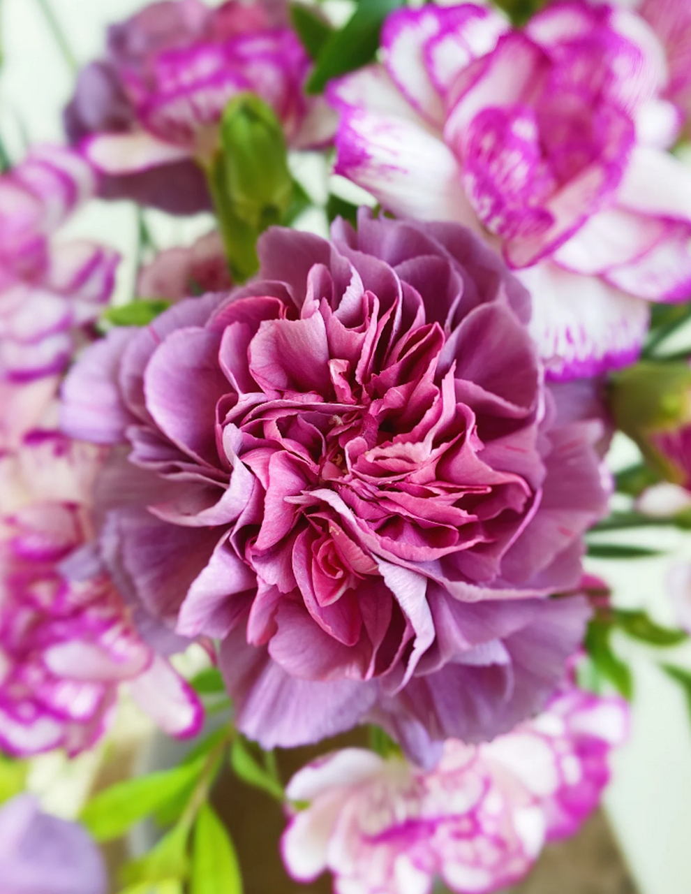 野马与紫精灵康乃馨的完美组合 你是否曾对康乃馨的印象停留在花店中