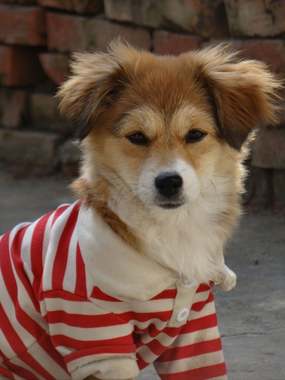 帅气的小土狗  咦!这小丫头咋越长越帅了哦