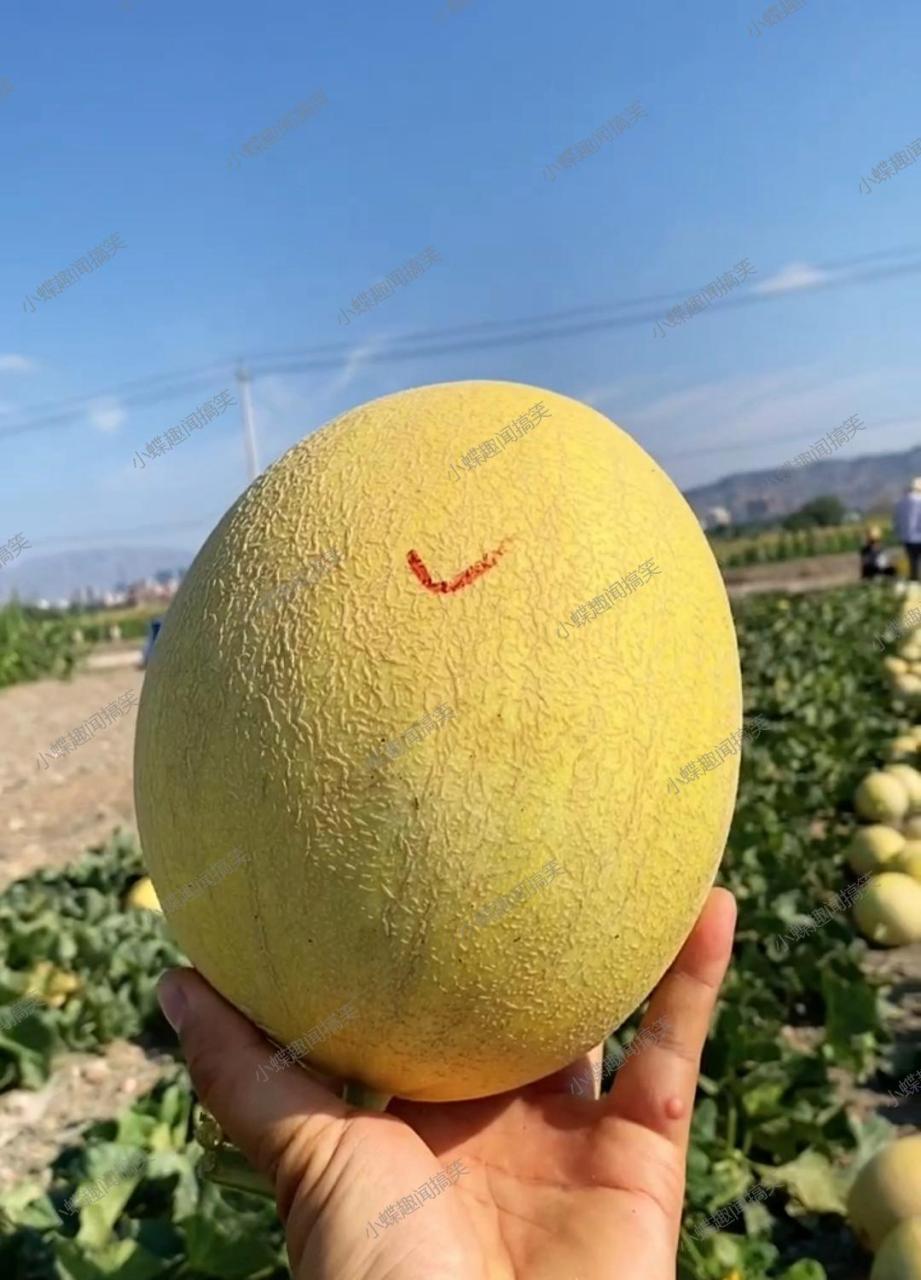 哇,这个大香瓜看起来太棒了!想象一下它甜美的味道,简直让人流口水呢!