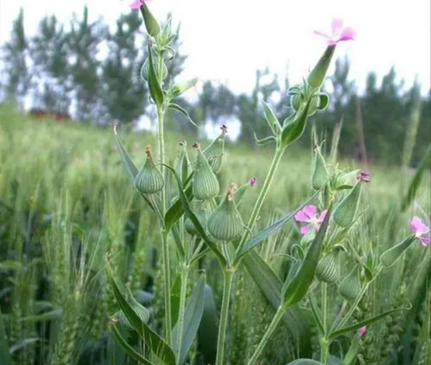 野生面条菜开花图片图片