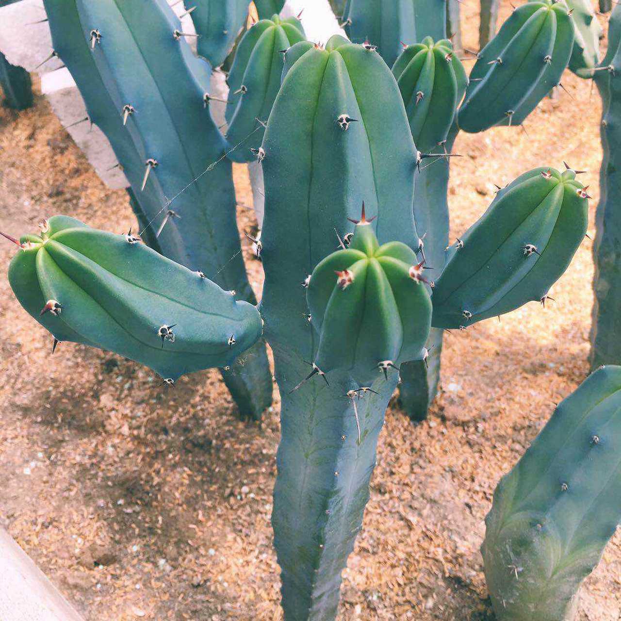 认识仙人柱——龙神柱 龙神柱是仙人掌科龙神柱属的多年生草本多浆