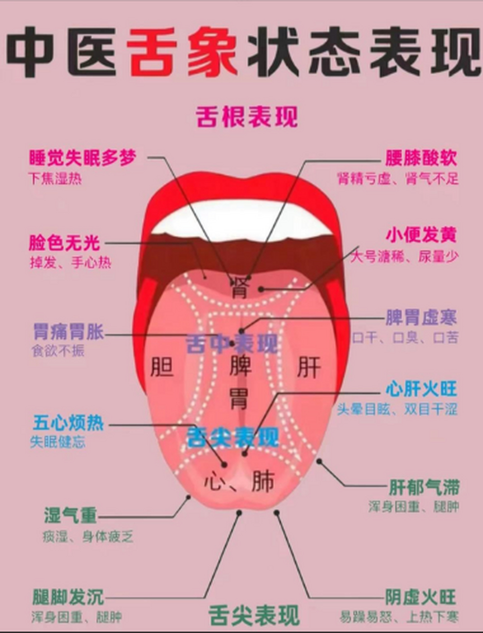 舌头的不同部位,对应了不同的脏腑
