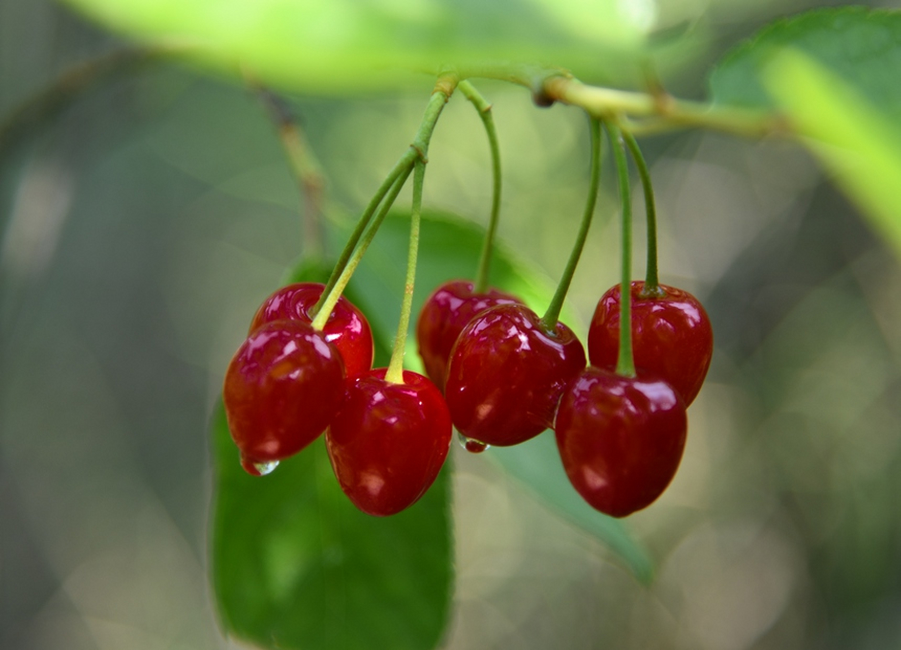 【贵州好"丰"景】在毕节市七星关区杨家湾镇发达村,漫山遍野的樱桃树