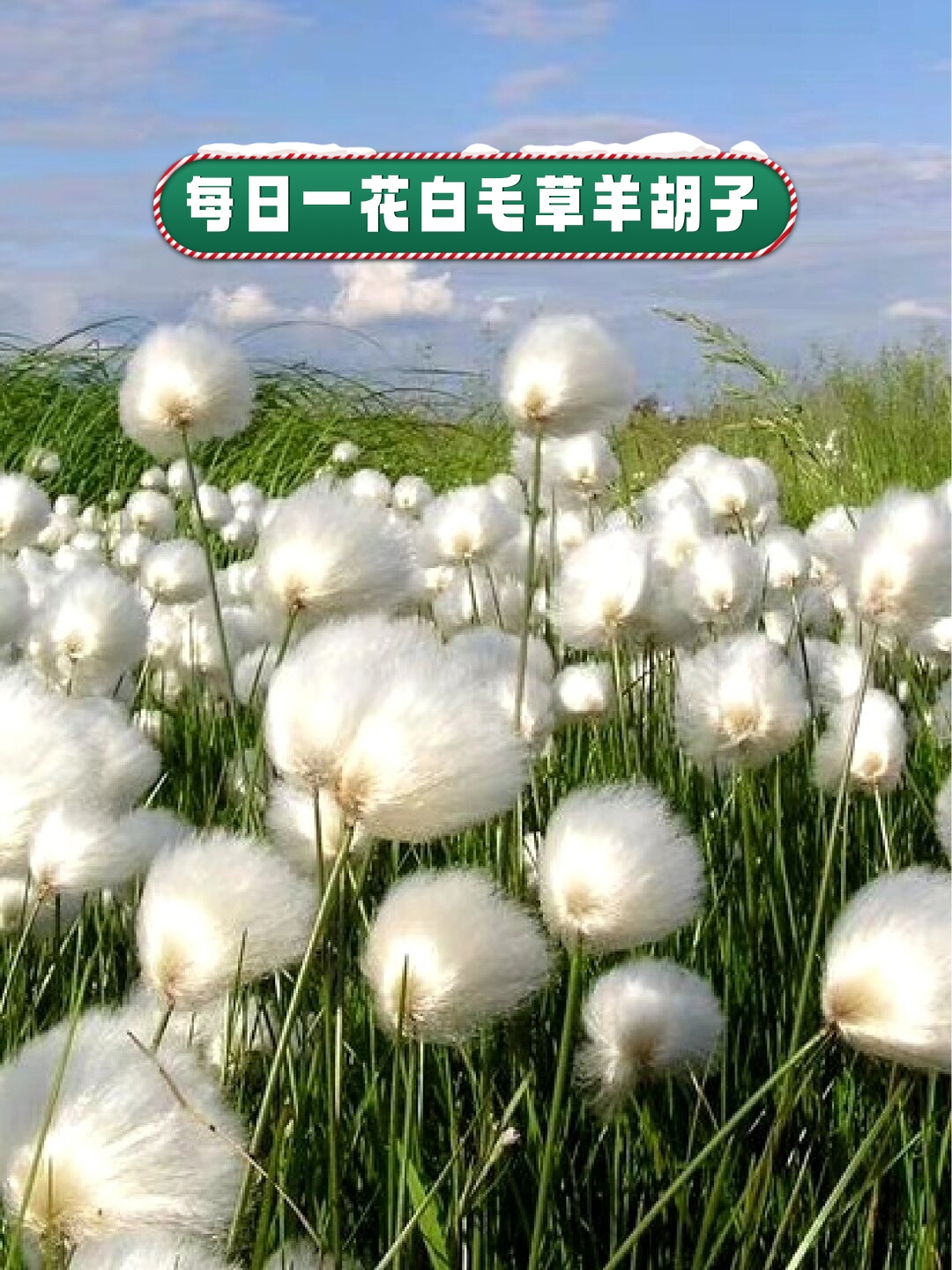 每日一花白毛草羊胡子