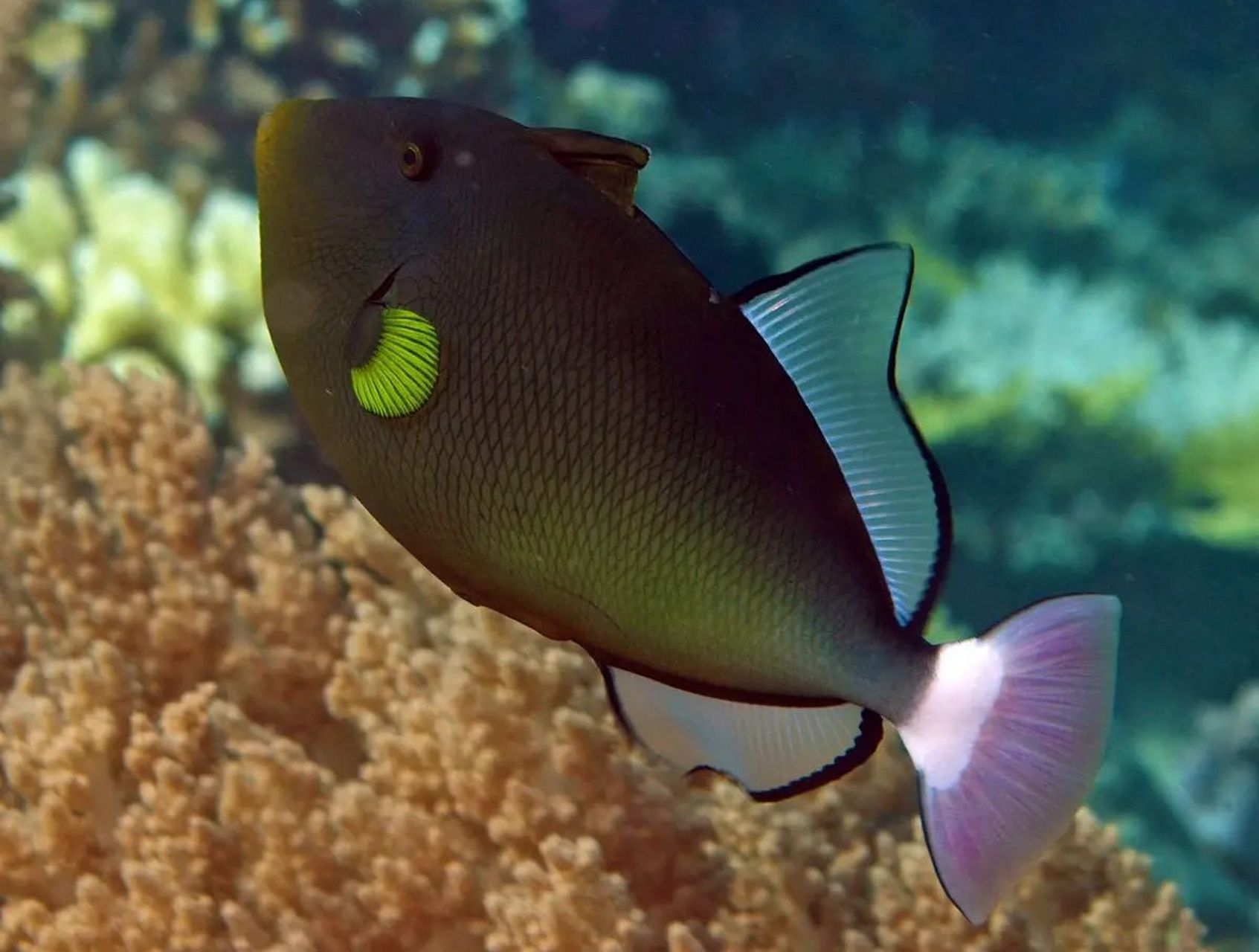 粉尾炮弹鱼  99 学名:melichthys vidua  99 别名:黑边角鳞魨